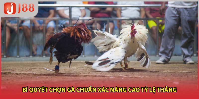 Bí quyết chọn gà chuẩn xác nâng cao tỷ lệ thắng